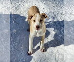 Small #6 American Pit Bull Terrier Mix