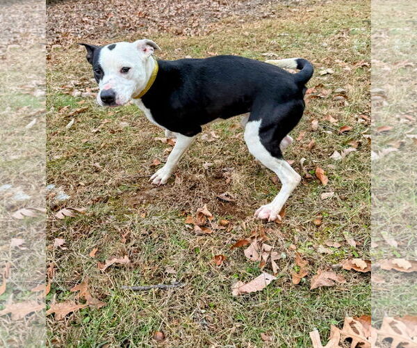 Medium Photo #5 Mutt Puppy For Sale in Rustburg, VA, USA