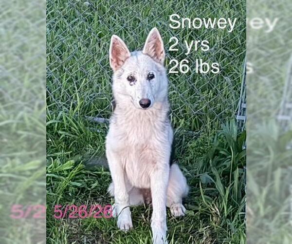 Medium Photo #15 Siberian Husky-Unknown Mix Puppy For Sale in Wakefield, RI, USA