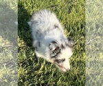 Small #18 Shetland Sheepdog