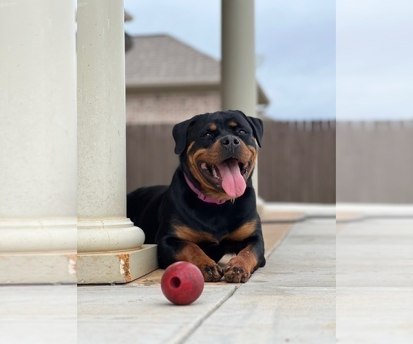 Medium Photo #23 Rottweiler Puppy For Sale in VONORE, TN, USA