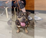 Small #5 Bulldog Mix
