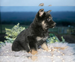 Small Photo #18 German Shepherd Dog Puppy For Sale in REBERSBURG, PA, USA