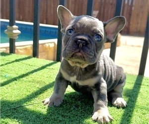 French Bulldog Puppy for sale in CHARLOTTESVILLE, VA, USA