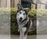 Small #5 Siberian Husky