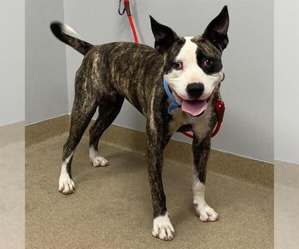 Medium Photo #2 Boston Terrier-Unknown Mix Puppy For Sale in Fort Collins, CO, USA