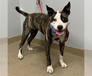 Bugsy - Female Boston Terrier-Unknown Mix Dog for Adoption - Photo #2