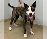 Small #1 Boston Terrier Mix