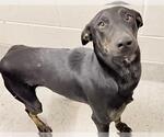 A662326 - Male Mutt Dog for Adoption - Small photo