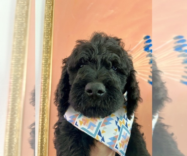 Medium Photo #1 Goldendoodle Puppy For Sale in BAKERSFIELD, CA, USA