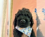 Small Photo #1 Goldendoodle Puppy For Sale in BAKERSFIELD, CA, USA