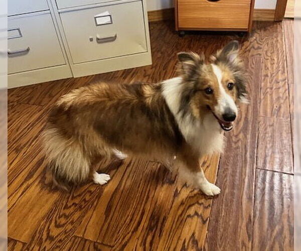 Medium Photo #2 Mutt Puppy For Sale in Wamego, KS, USA
