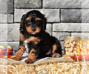 Cavapoo Puppy for sale in SUNBURY, PA, USA