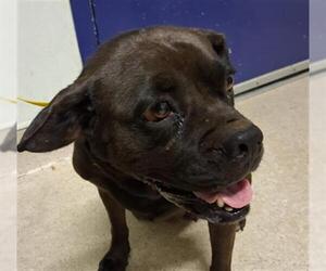 American Pit Bull Terrier Dogs for adoption in Bakersfield, CA, USA