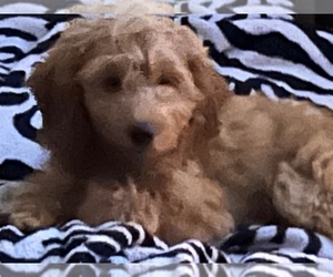 Goldendoodle (Miniature) Puppy for sale in FOLEY, AL, USA