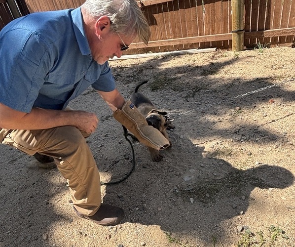 Medium Photo #2 Dutch Shepherd Dog-German Shepherd Dog Mix Puppy For Sale in SHERIDAN, WY, USA