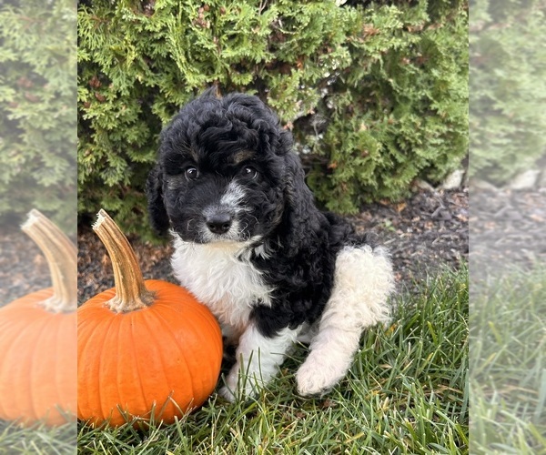 Medium Photo #4 Cockapoo (Toy) Puppy For Sale in MIDDLEBURY, IN, USA