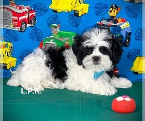 Mal-Shi Puppy for sale in WINNSBORO, LA, USA