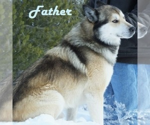 Father of the Wolf Hybrid puppies born on 01/03/2022