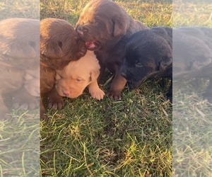 Labrador Retriever Litter for sale in CLINTWOOD, VA, USA