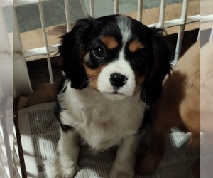 Cavalier King Charles Spaniel Puppy for sale in MORAVIA, NY, USA