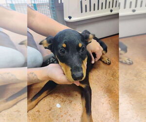 Borador Dogs for adoption in Bolivar, MO, USA