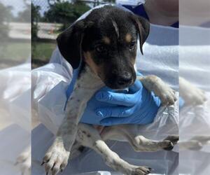 Labrador Retriever Dogs for adoption in Conroe, TX, USA