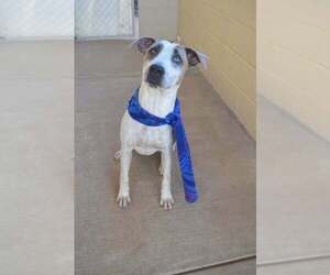 Red Heeler-Unknown Mix Dogs for adoption in McKinney, TX, USA