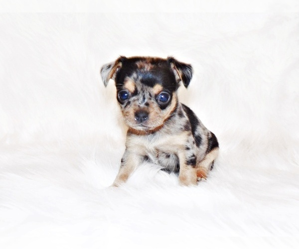 Medium Photo #4 Chihuahua Puppy For Sale in CHARLESTON, AR, USA