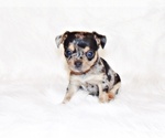 Small Photo #4 Chihuahua Puppy For Sale in CHARLESTON, AR, USA