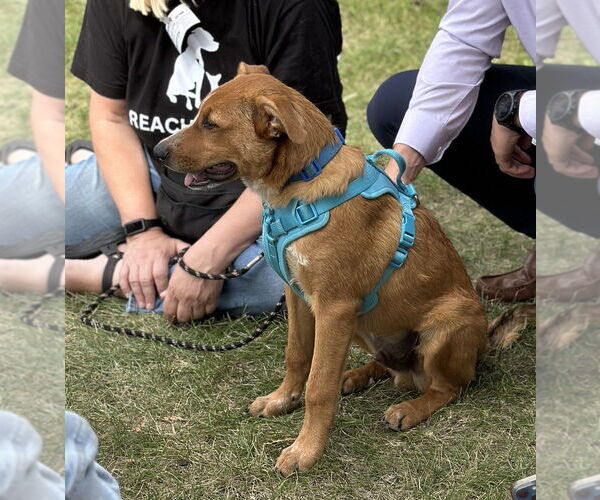 Medium Photo #13 Mutt Puppy For Sale in Mundelein, IL, USA