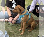 Small #12 Mutt