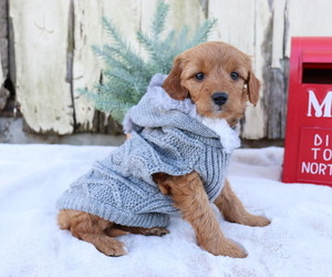 Goldendoodle (Miniature) Puppy for sale in HONEY BROOK, PA, USA