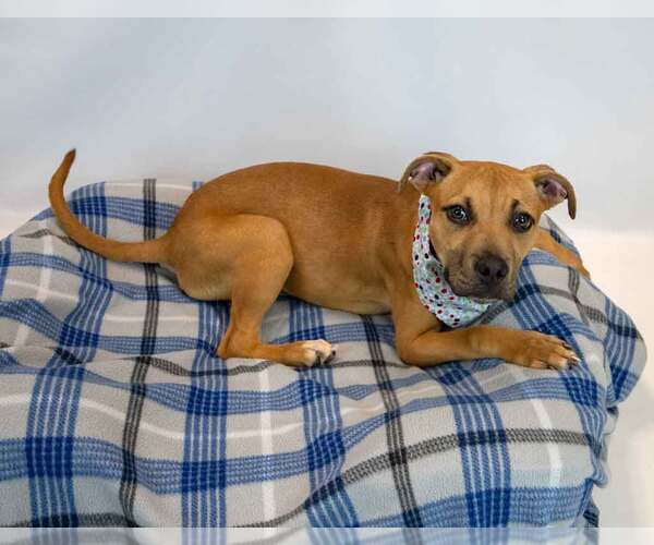 Medium Photo #5 Boxador Puppy For Sale in Kennesaw, GA, USA