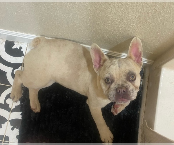 Medium Photo #6 French Bulldog Puppy For Sale in GREENVILLE, TX, USA