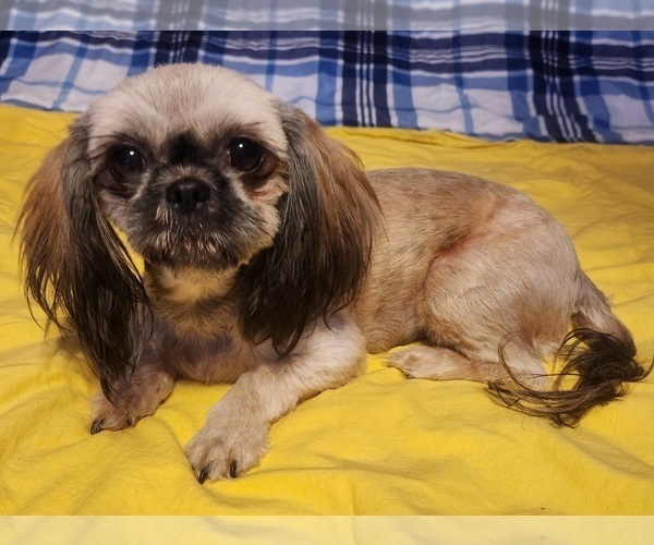 Medium Photo #1 Poo-Shi Puppy For Sale in RICHMOND, MO, USA