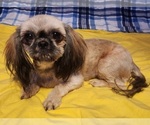 Small Photo #1 Poo-Shi Puppy For Sale in RICHMOND, MO, USA
