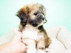 Small Photo #2 Shih Tzu Puppy For Sale in LA MIRADA, CA, USA