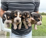 Small #18 Beagle