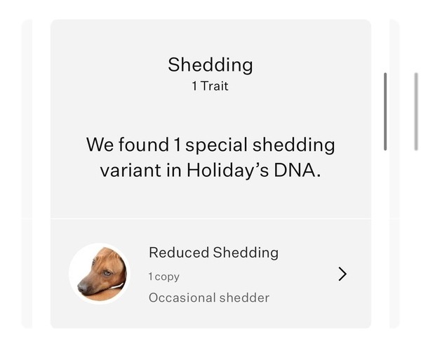 Medium Photo #10 Saint Bernard Puppy For Sale in SLAYTON, MN, USA