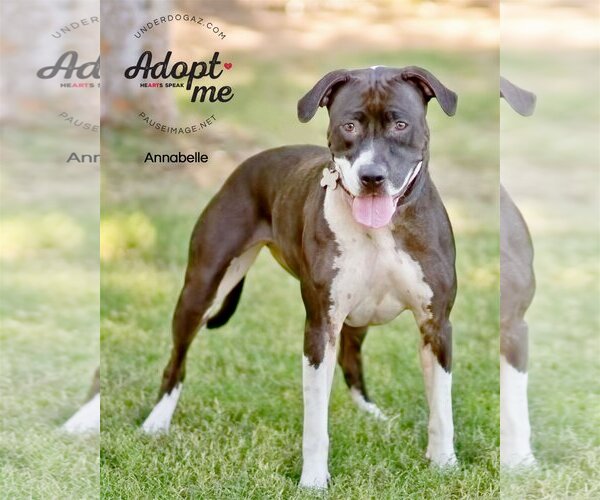 Medium Photo #8 Bullboxer Pit Puppy For Sale in Chandler, AZ, USA