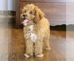 Small Photo #3 Cavapoo Puppy For Sale in FREDERICKSBG, OH, USA