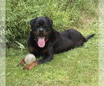 Small #32 Rottweiler Mix