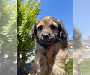 Chihuahua-Mal-Shi Mix Puppy for sale in SAN JOSE, CA, USA