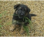 Small Photo #3 German Shepherd Dog Puppy For Sale in WADSWORTH, IL, USA