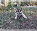 Small Photo #4 German Shepherd Dog Puppy For Sale in KANORADO, KS, USA