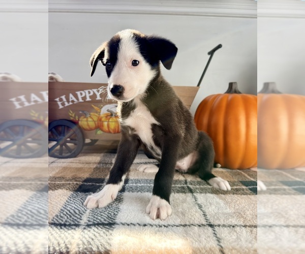 Medium Photo #4 Border Collie Puppy For Sale in GREENFIELD, IN, USA