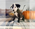 Small #3 Border Collie