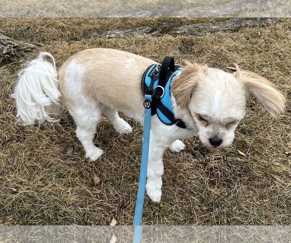 Medium Photo #3 Zuchon Puppy For Sale in Shell Lake , WI, USA