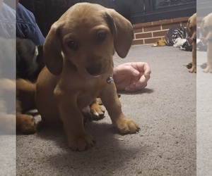 Dachshund Puppy for sale in SPIRO, OK, USA